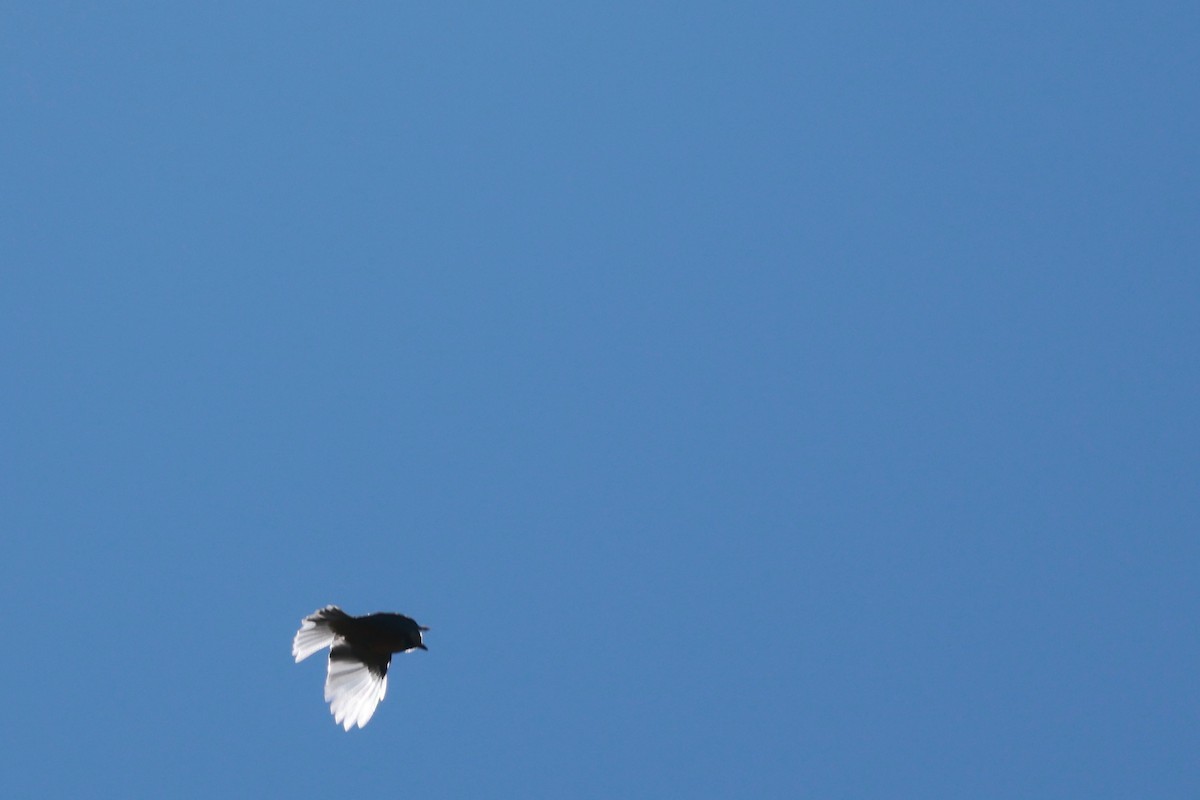 Asian Tit - ML646100483