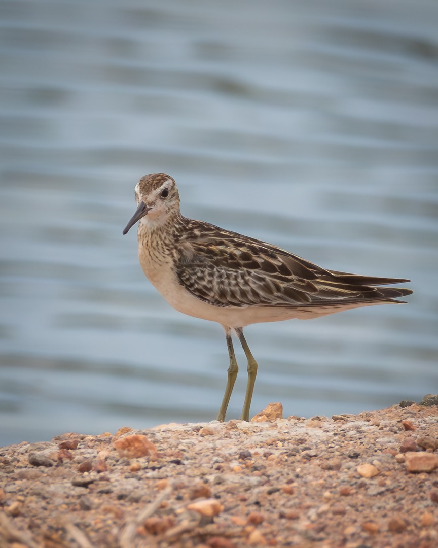 Sharp-tailed Sandpiper - ML646100484