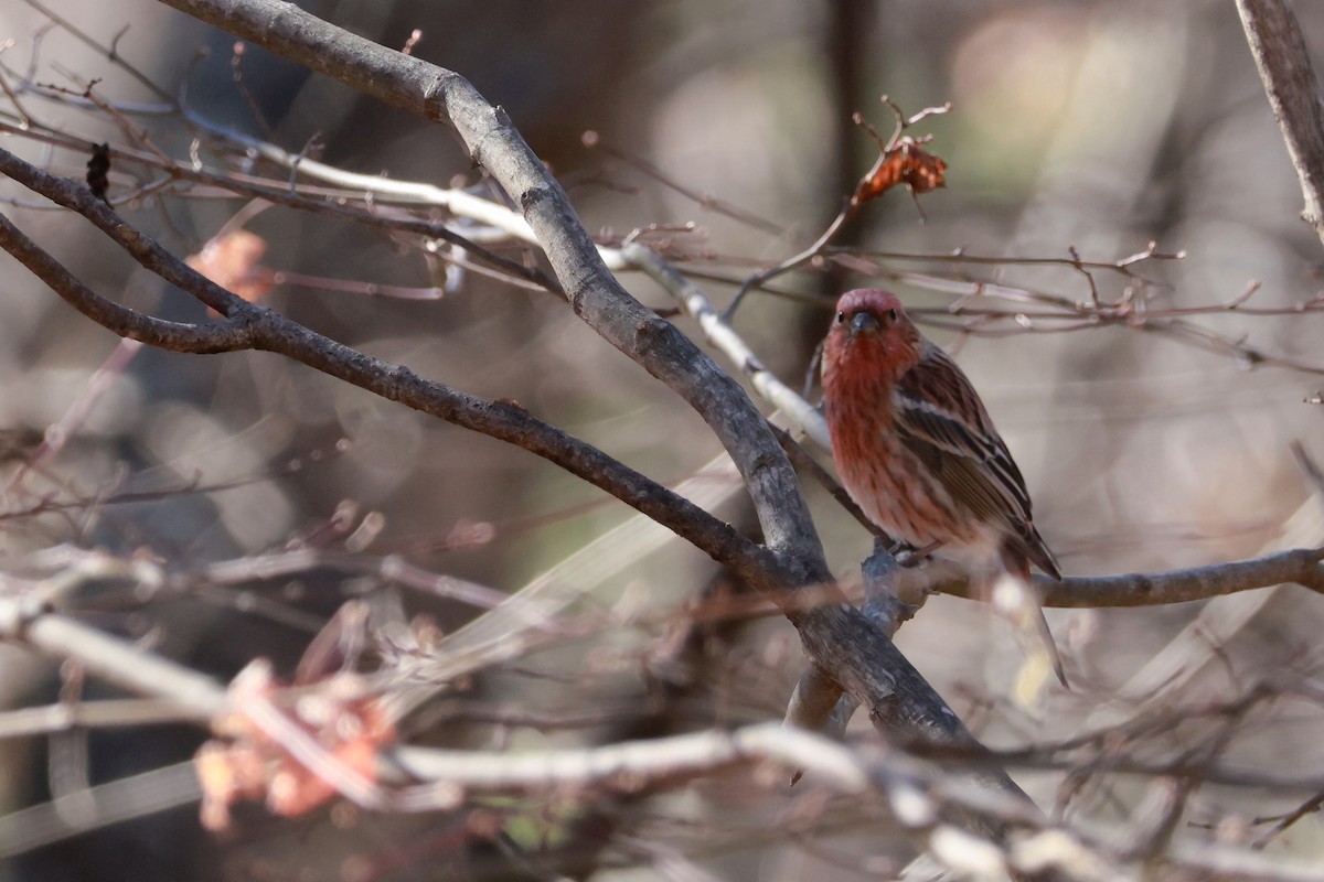 karminfink - ML646100485