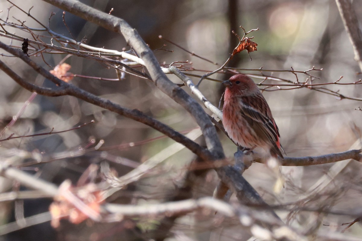 karminfink - ML646100487