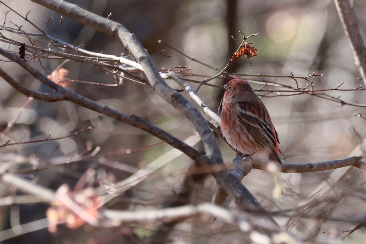 karminfink - ML646100488