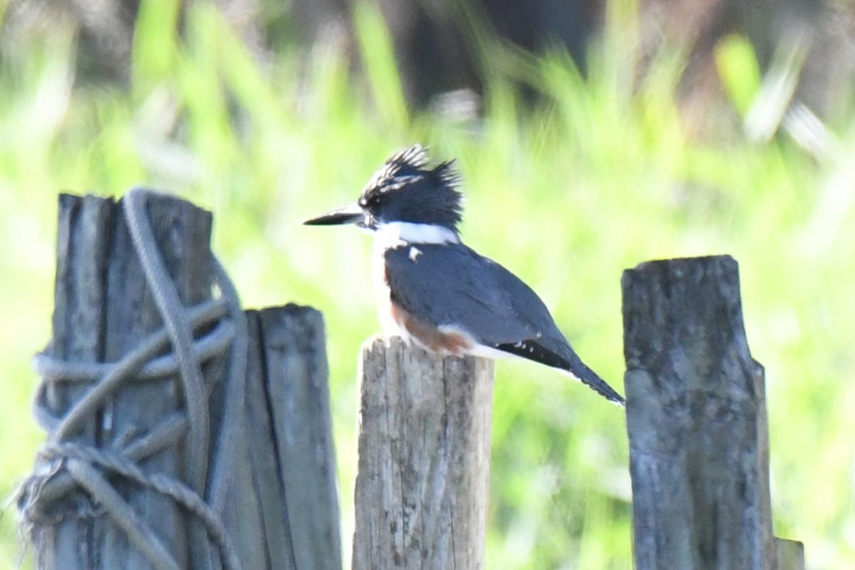 Belted Kingfisher - ML646100489