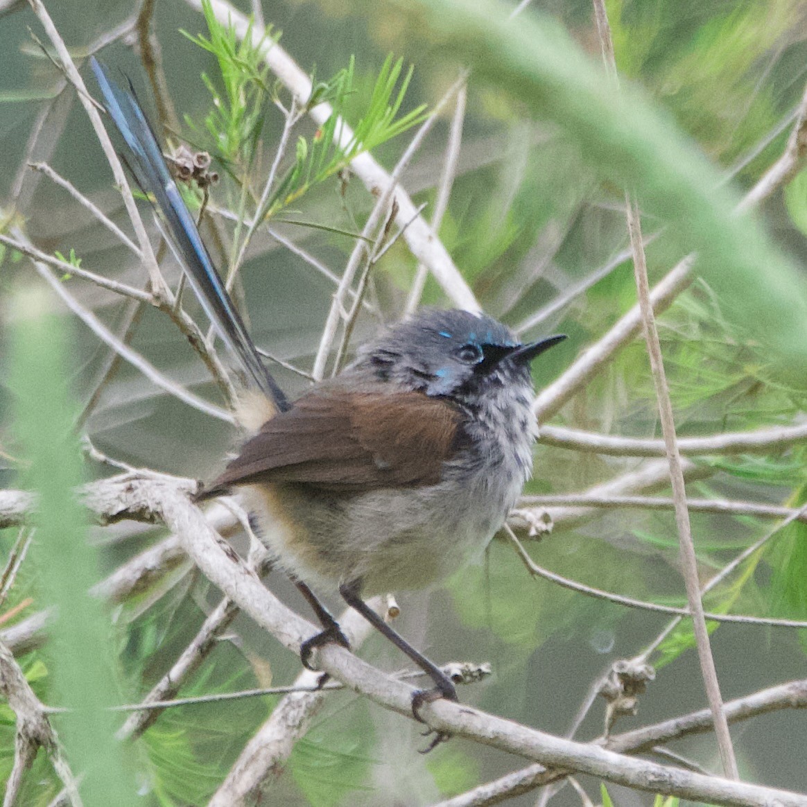 Red-winged Fairywren - ML646100490