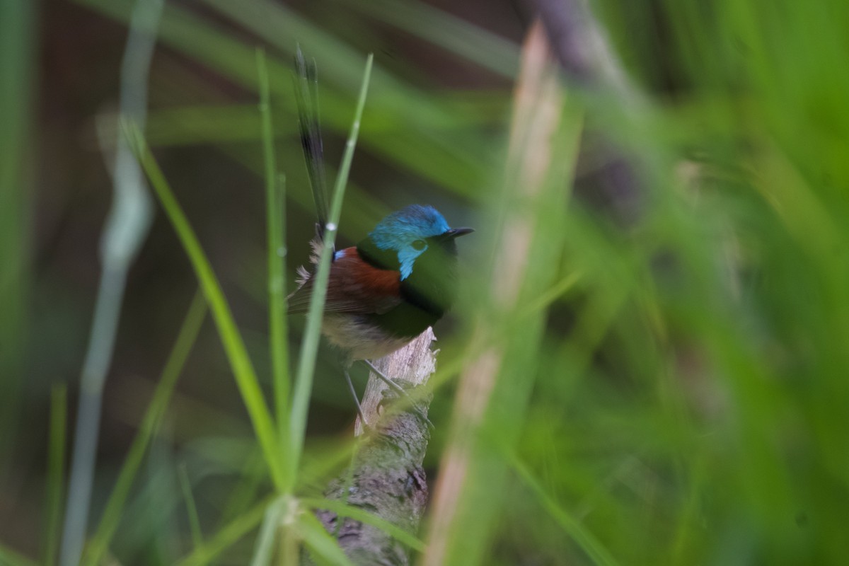 Red-winged Fairywren - ML646100491