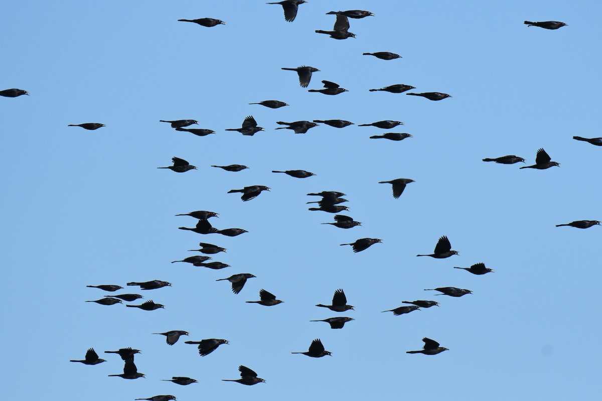 Common Grackle - ML646100492