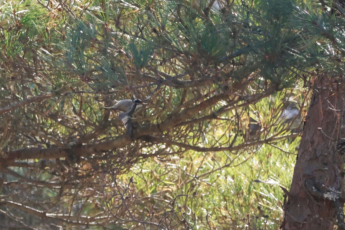 svartmeis - ML646100494