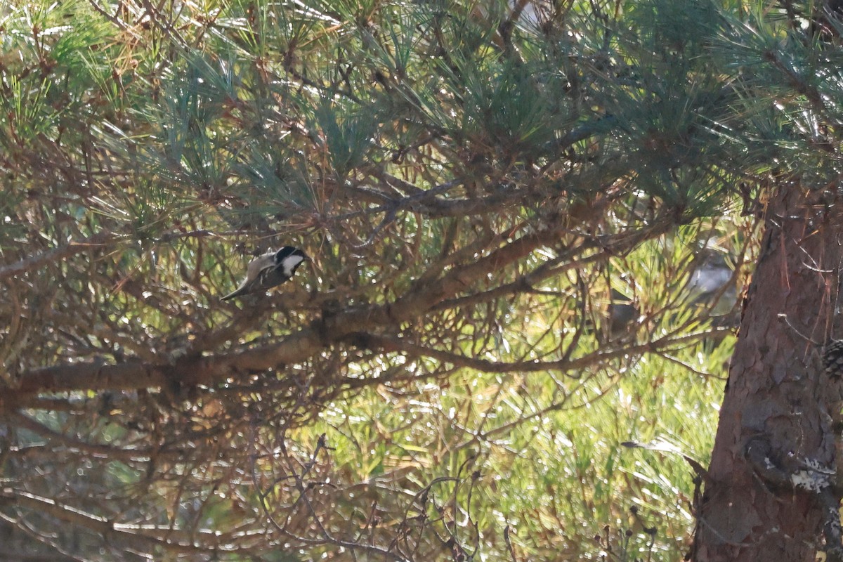 svartmeis - ML646100495