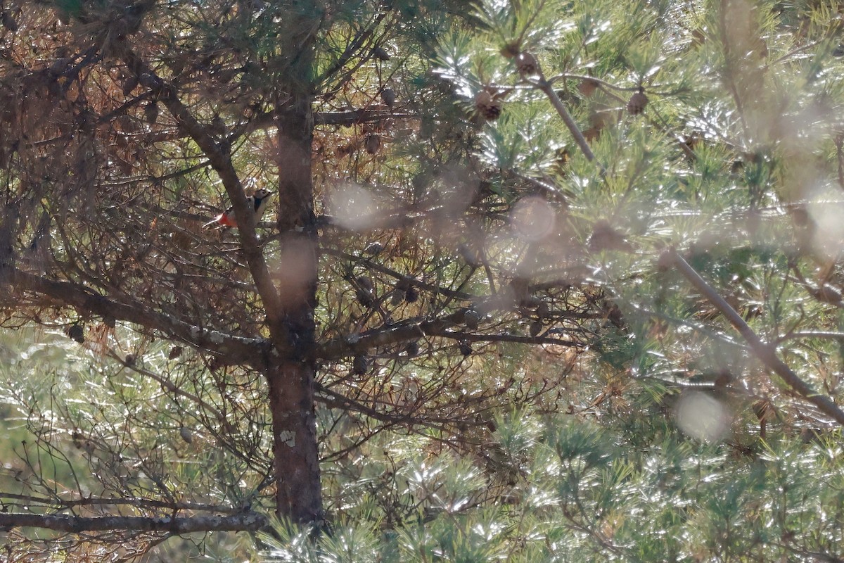 Asian Tit - ML646100496