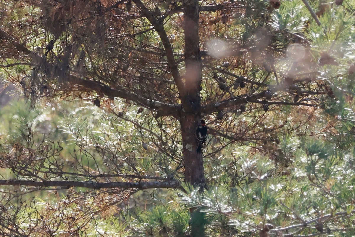 Asian Tit - ML646100497