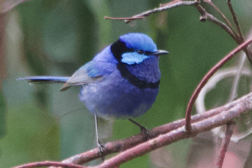 Splendid Fairywren - ML646100503