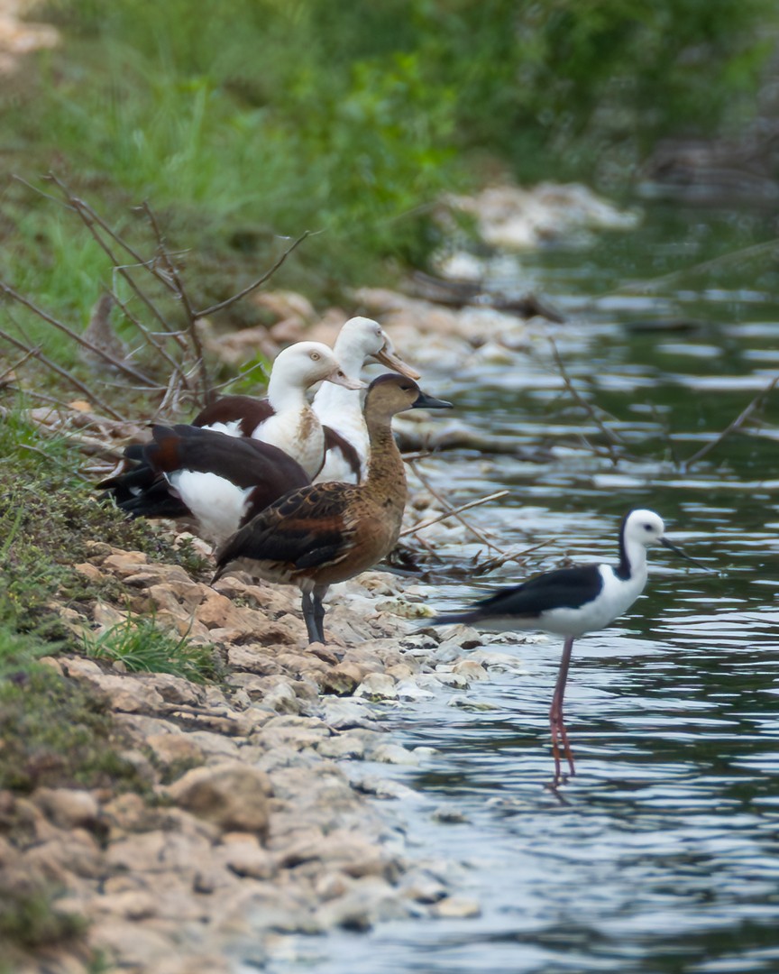 Wandering Whistling-Duck - ML646100507