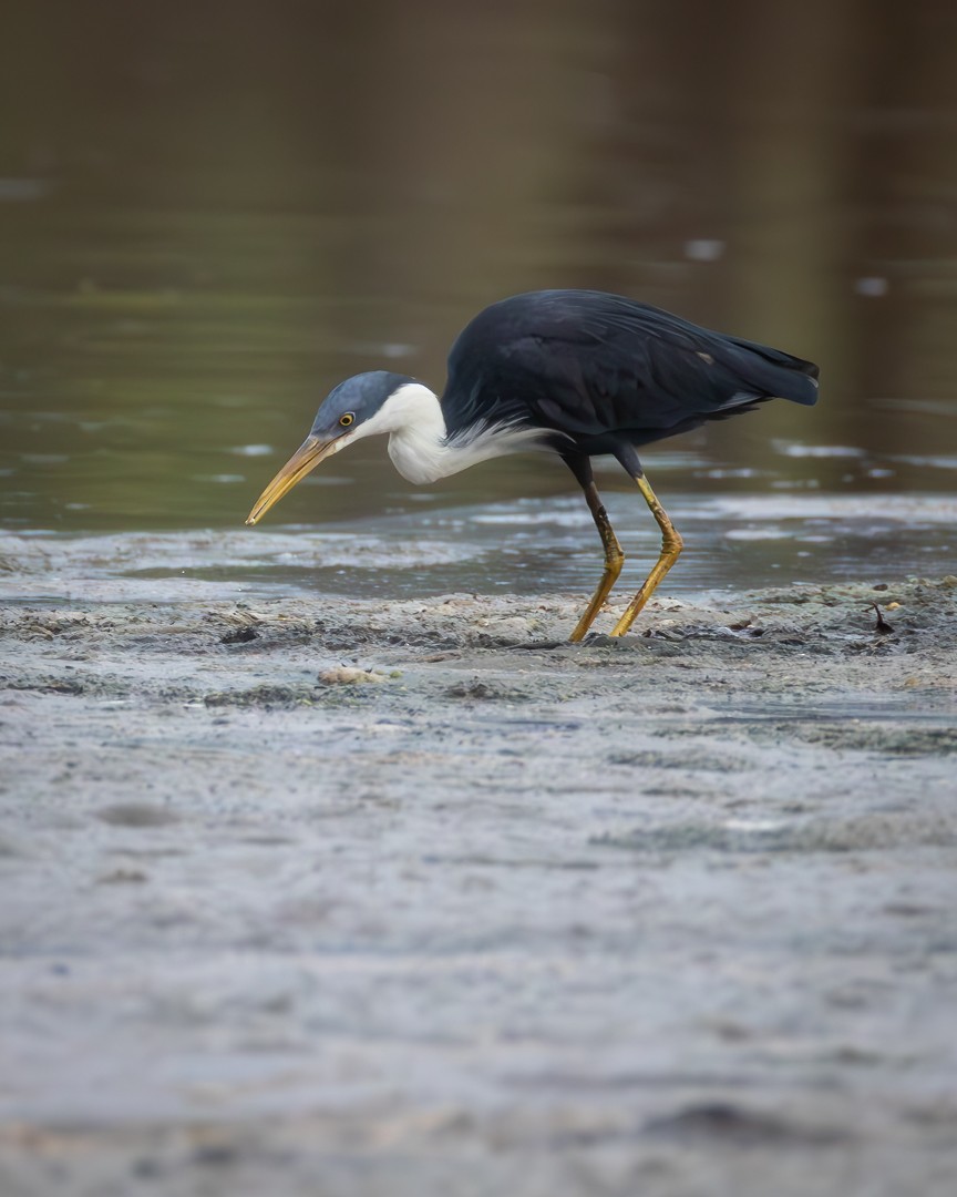 Pied Heron - ML646100518