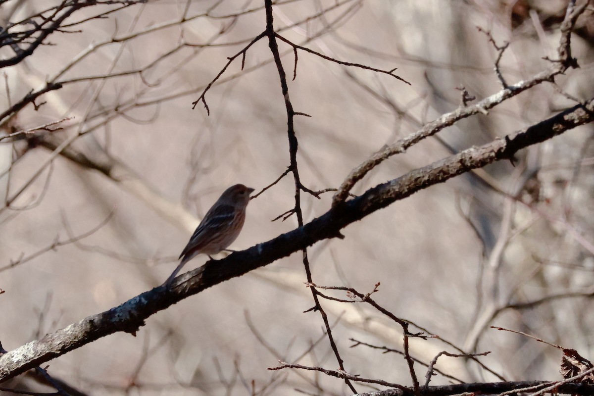 karminfink - ML646100519