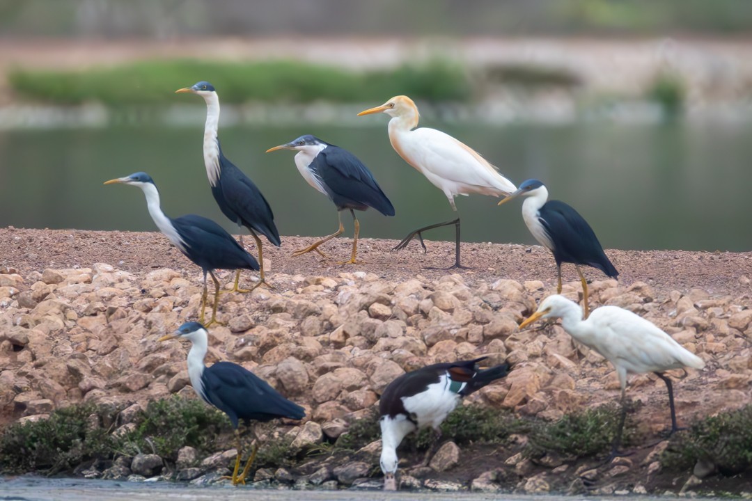 Eastern Cattle-Egret - ML646100521