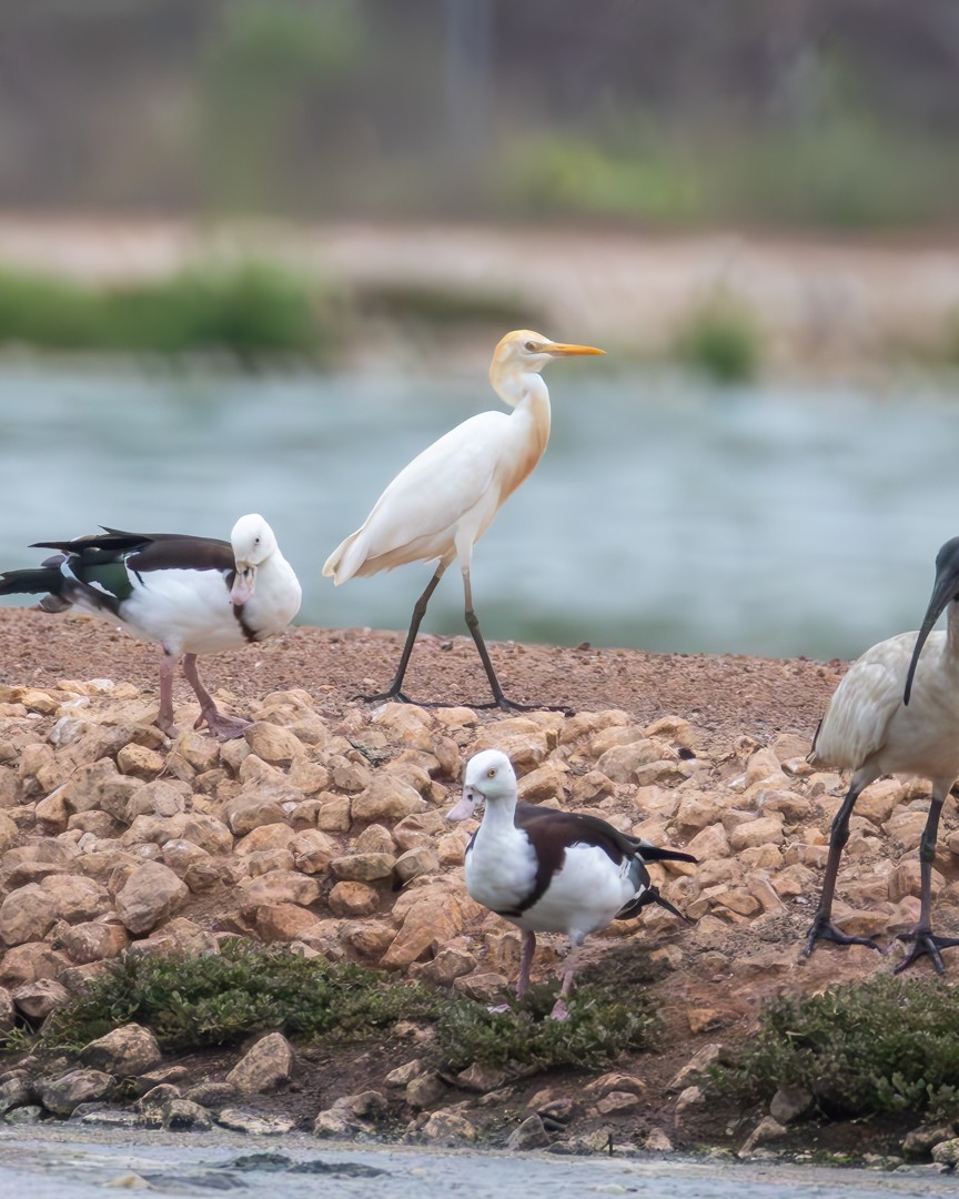 Eastern Cattle-Egret - ML646100526