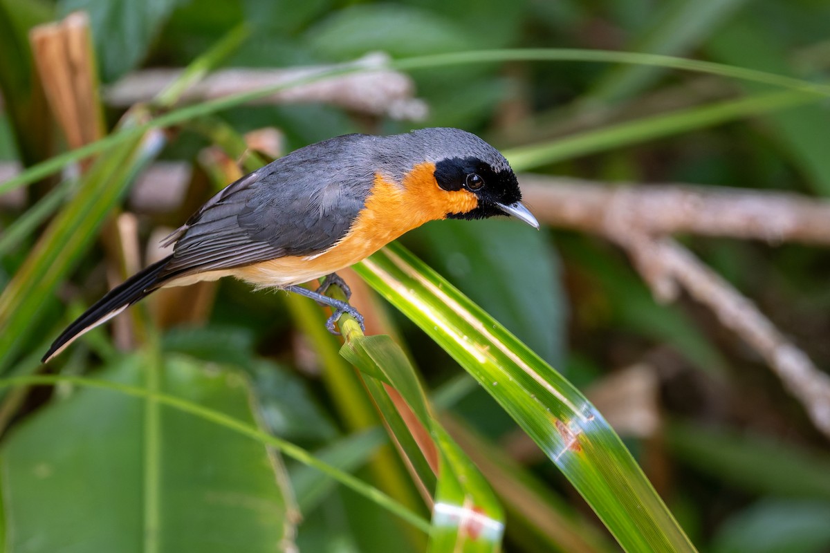 Australian Spectacled Monarch - ML646100531