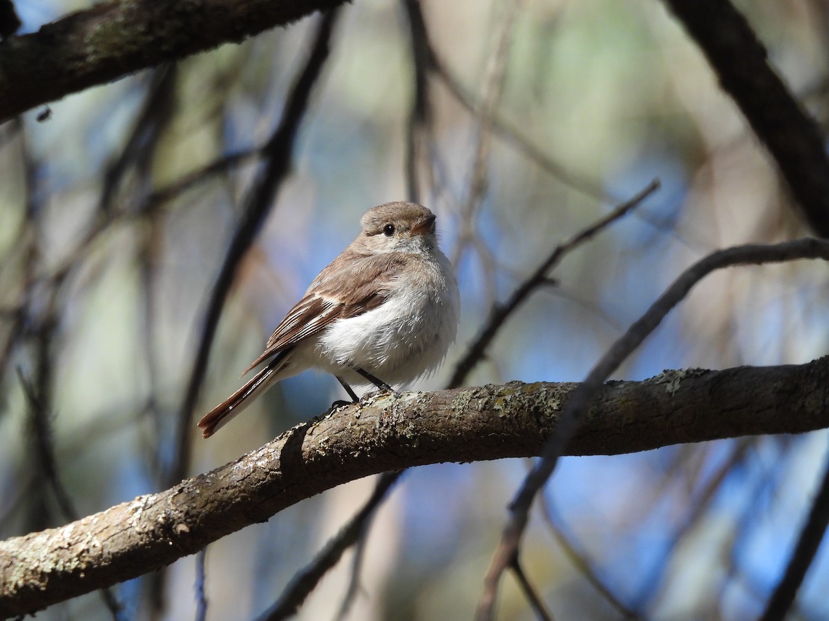 Тоутоваї червонолобий - ML646100537