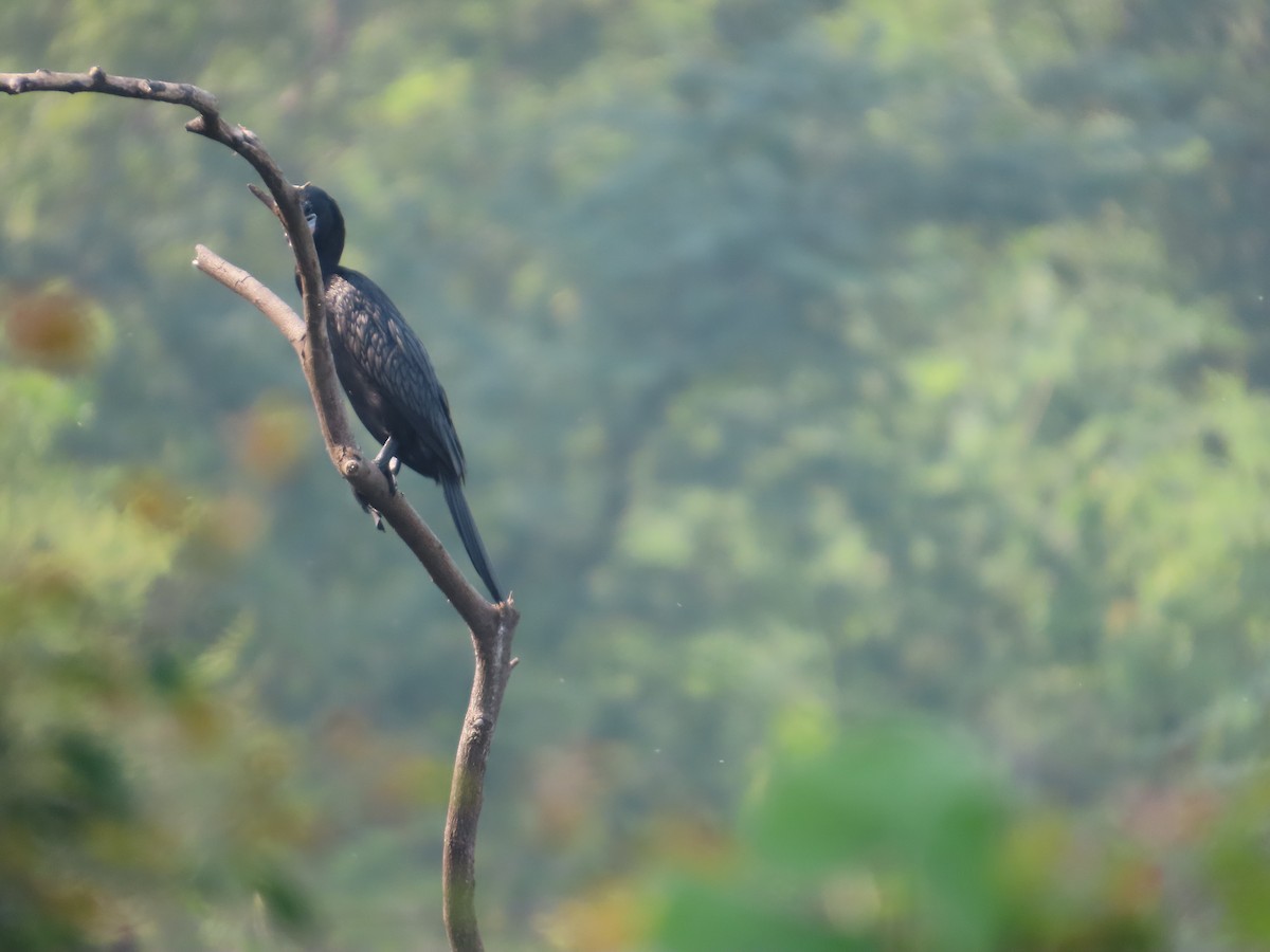 Баклан яванський - ML646100538