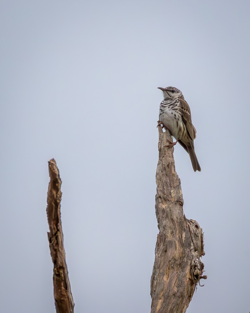 Медолик смугастий - ML646100539