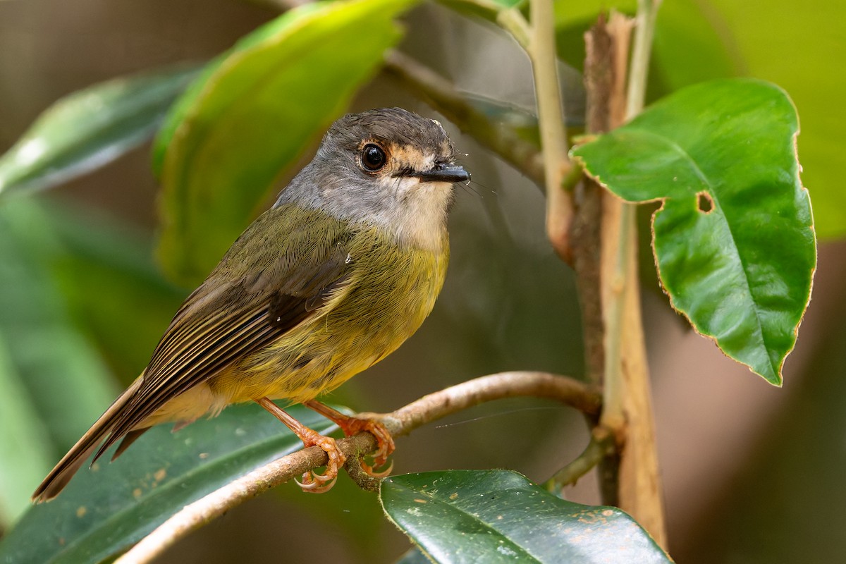 Висвистувач австралійський - ML646100540