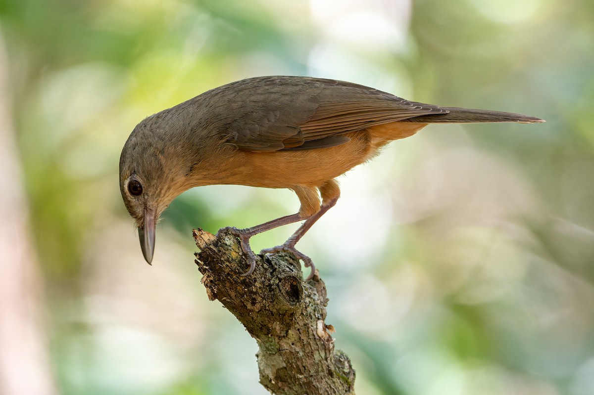 Little Shrikethrush (Rufous) - ML646100541