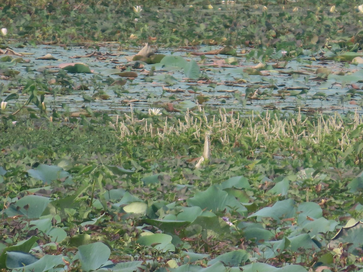 Чапля індійська - ML646100542