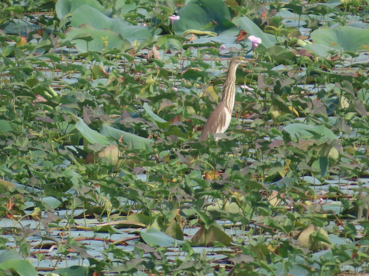 Чапля індійська - ML646100543