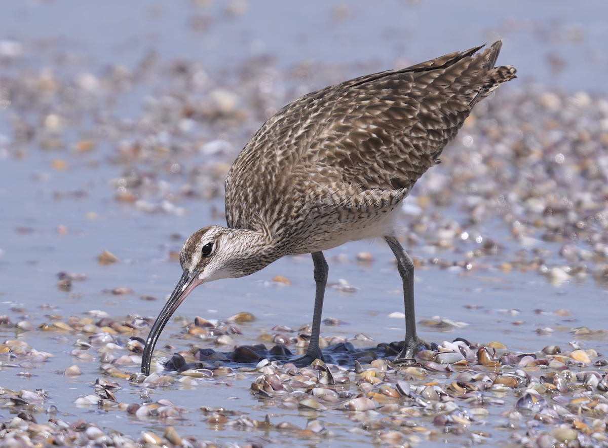 Кульон гудзонський - ML646100544