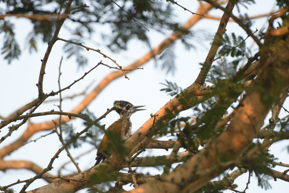 Дзьобак індокитайський/золотоспинний - ML646100548