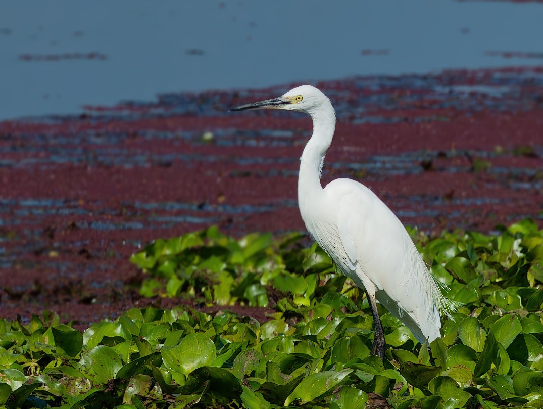 Чепура мала - ML646100549