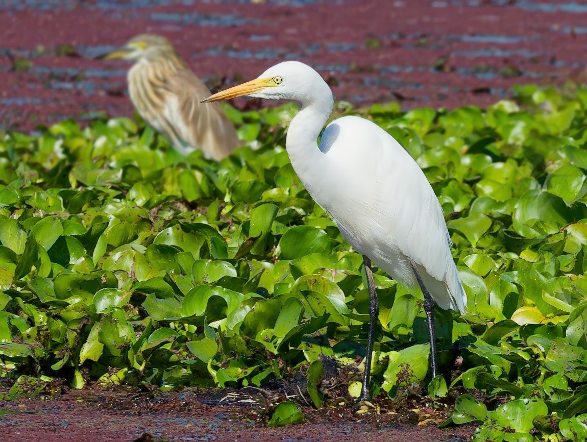 Чапля середня - ML646100550