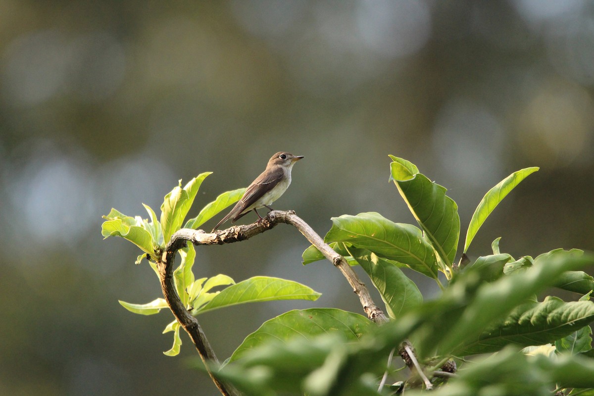 Мухоловка бура - ML646100551