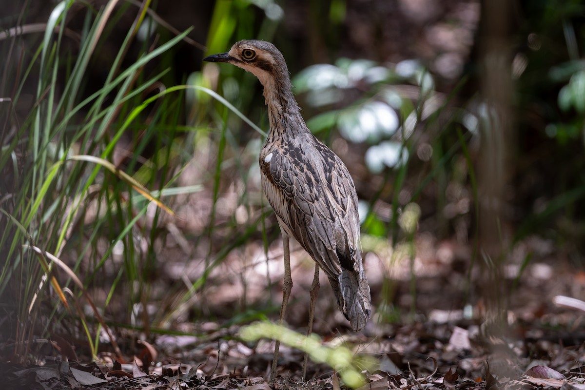 Лежень австралійський - ML646100553
