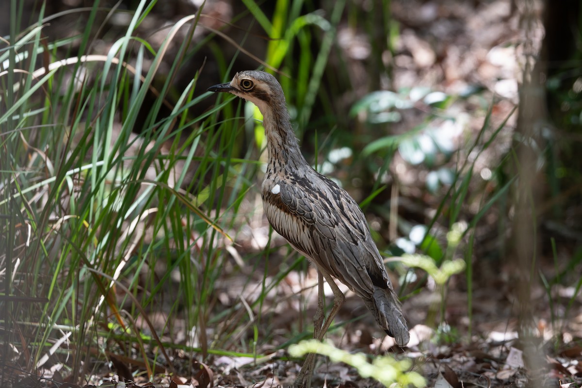 Лежень австралійський - ML646100554