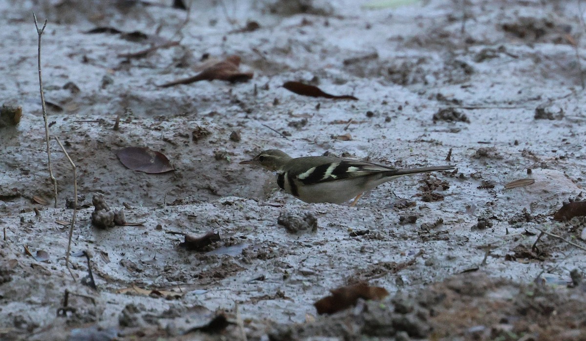 Плиска деревна - ML646100559