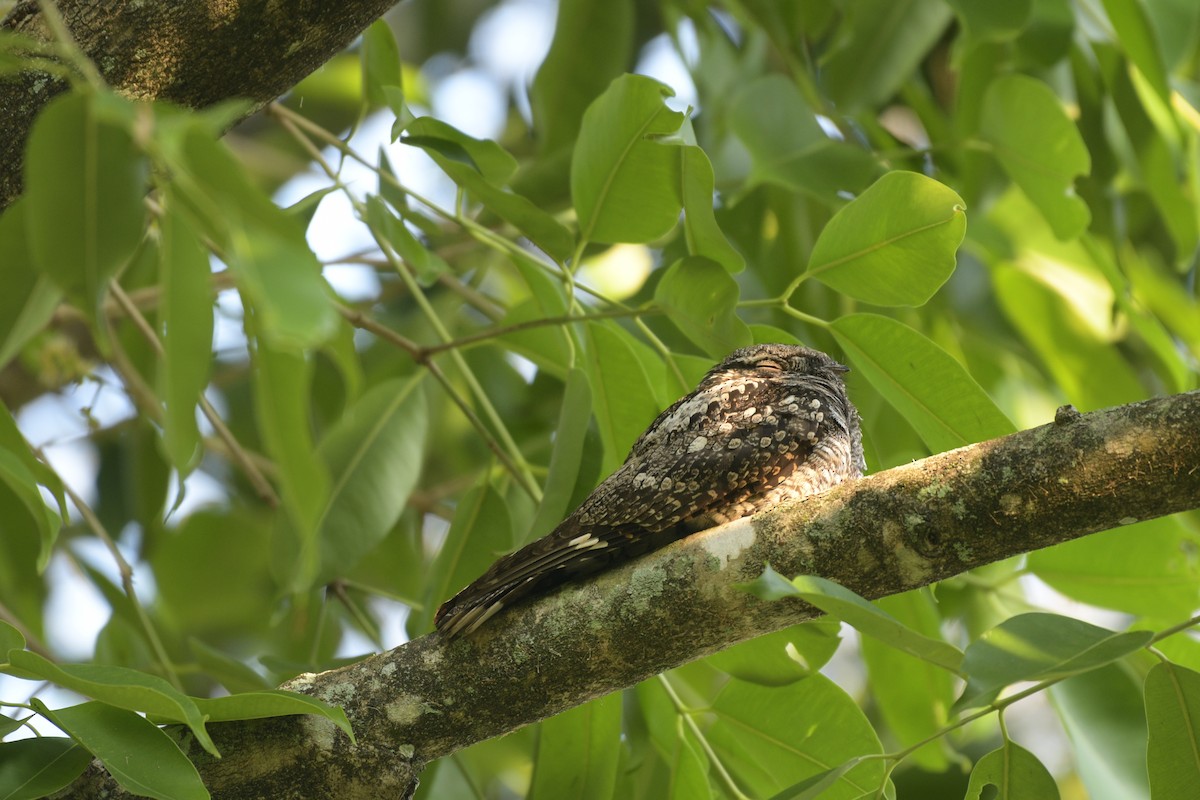 Дрімлюга великий - ML646100560