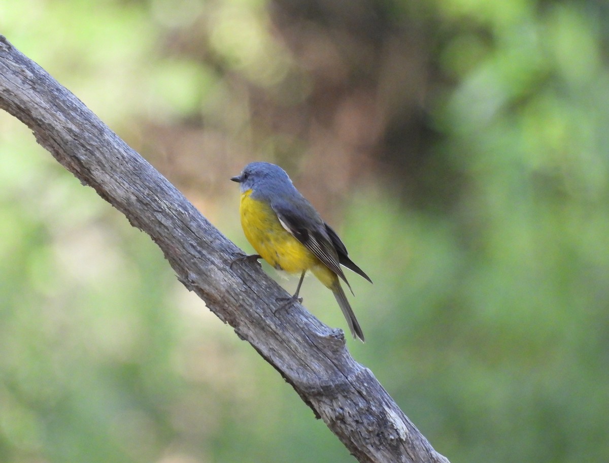 Королець жовтий - ML646100562