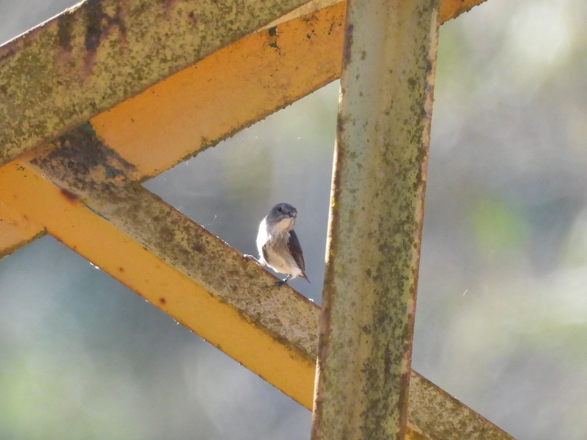 Mistletoebird (Australian) - ML646100563