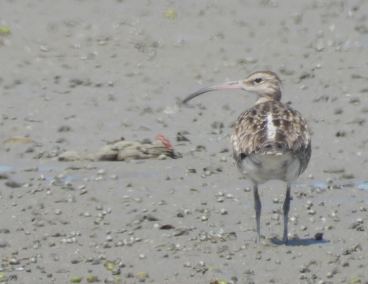 Кульон великий - ML646100567