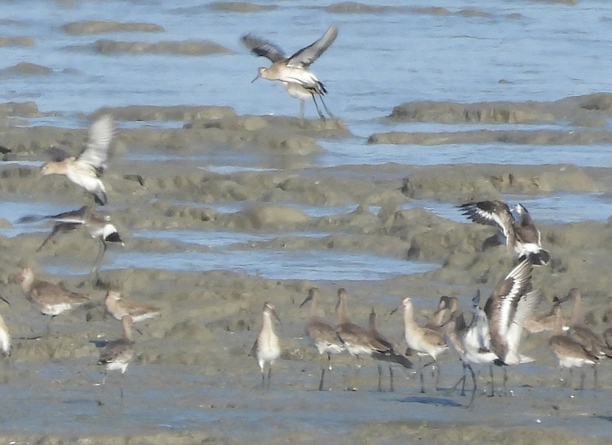 Black-tailed Godwit - ML646100574