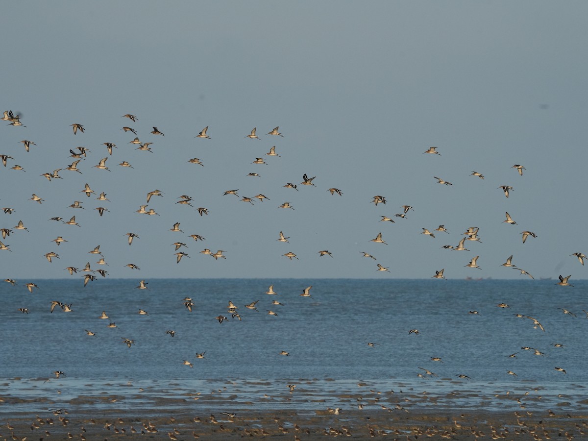 Black-tailed Godwit - ML646100575