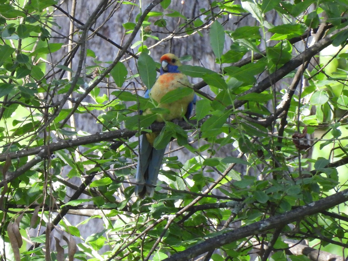 Crimson Rosella (Yellow) - ML646100576