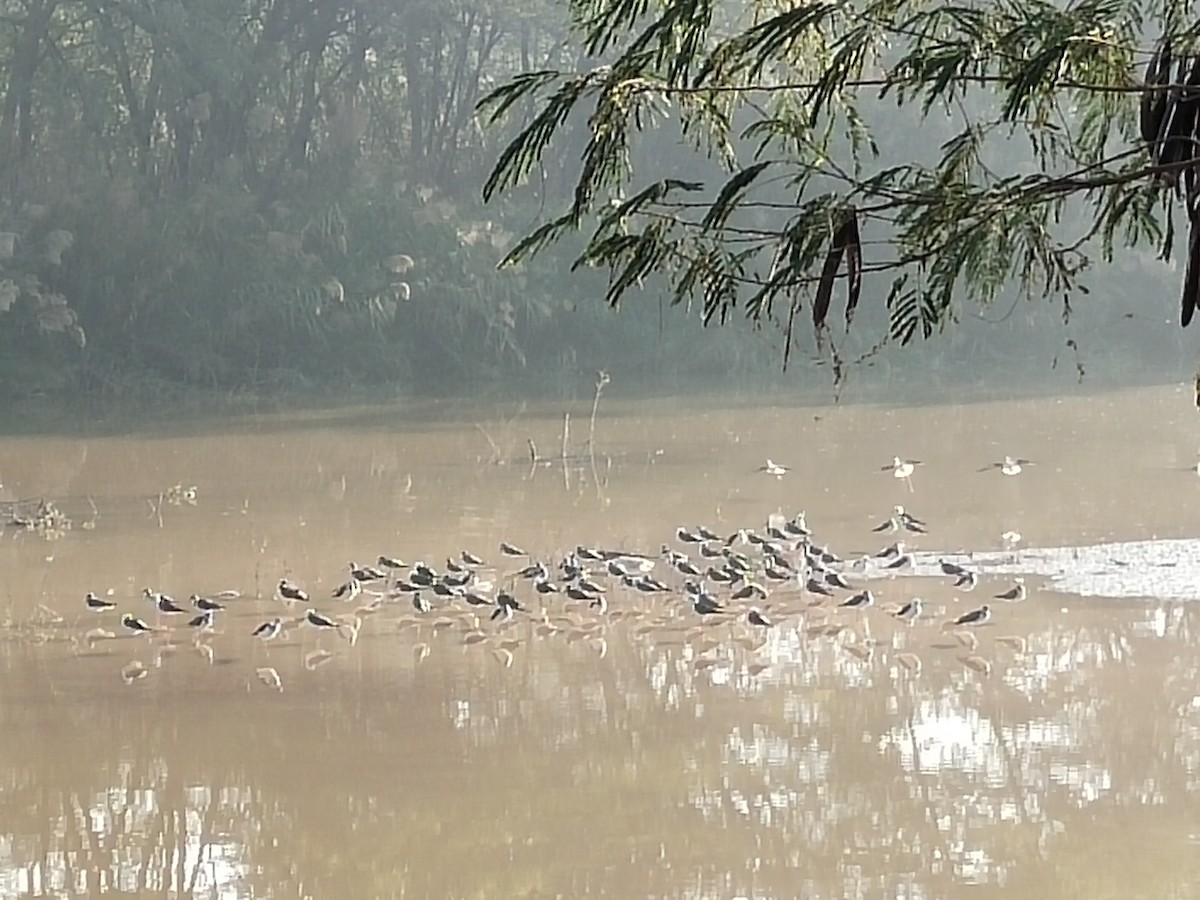 高蹺鴴 - ML646100581