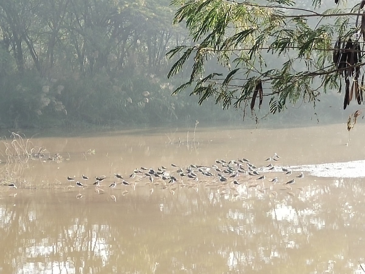 高蹺鴴 - ML646100582