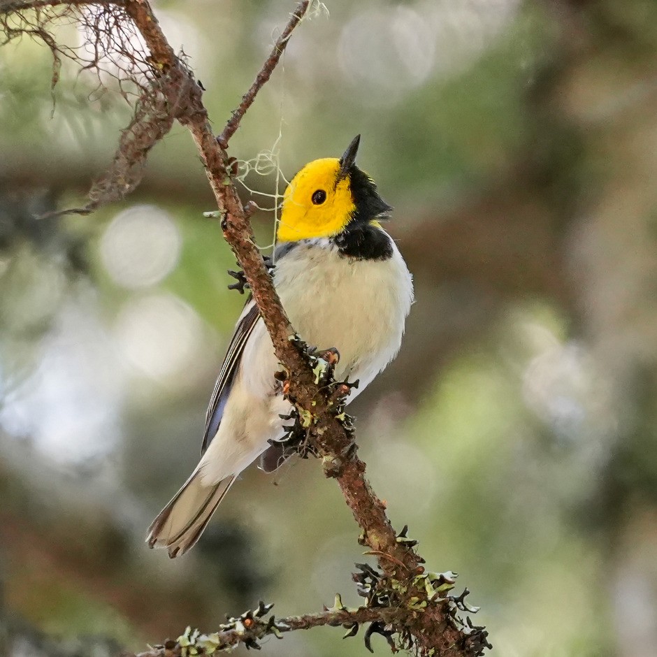 Paruline à tête jaune - ML646100584