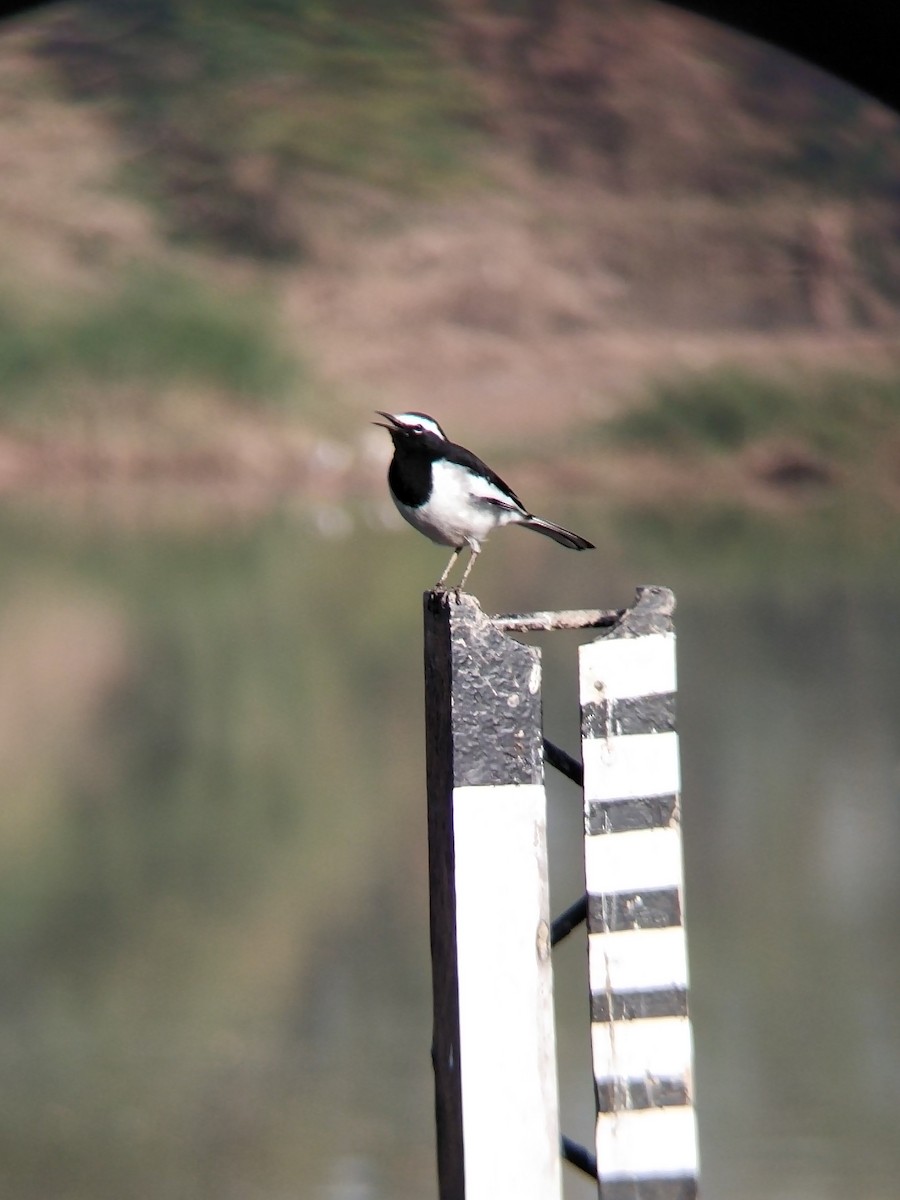 White-browed Wagtail - ML646100586