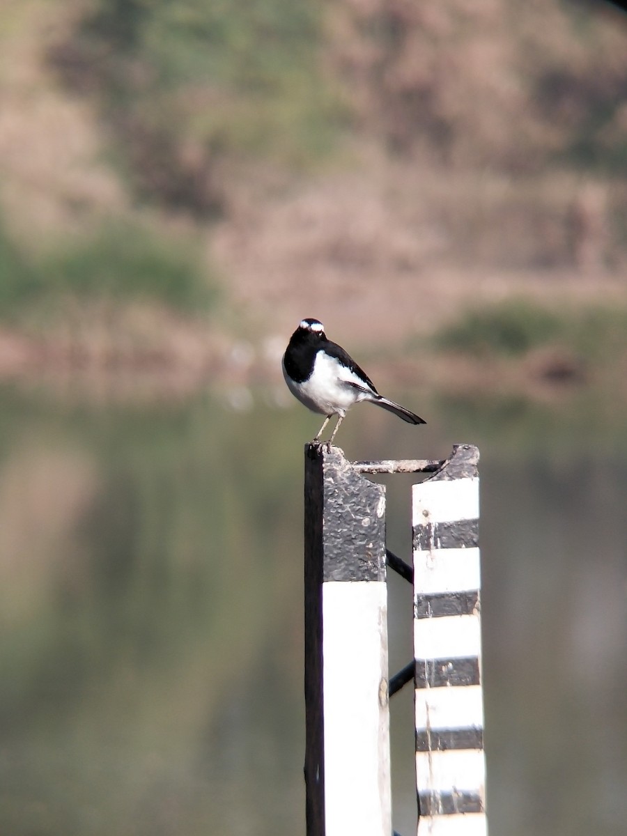 White-browed Wagtail - ML646100588