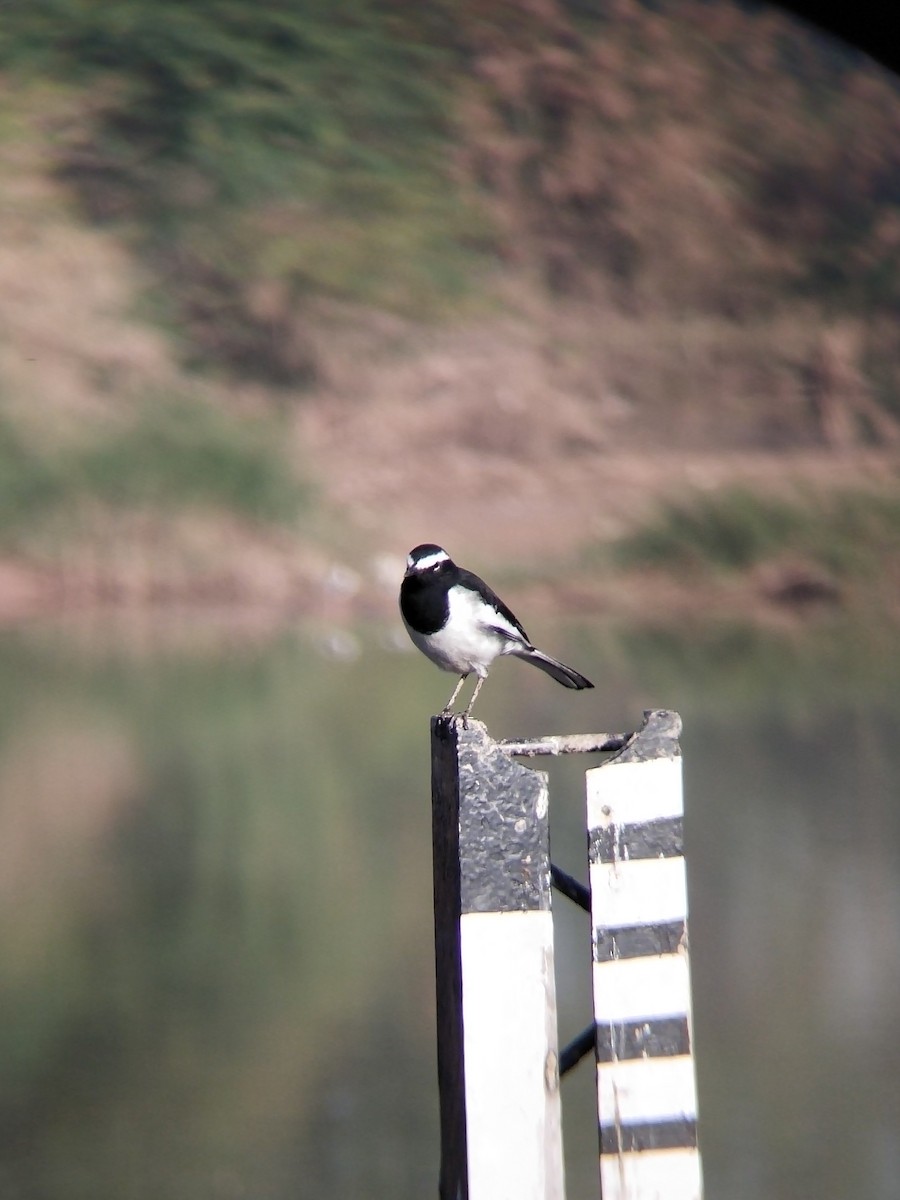 White-browed Wagtail - ML646100589