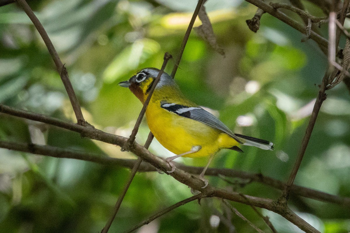 Black-eared Shrike-Babbler - ML646100592