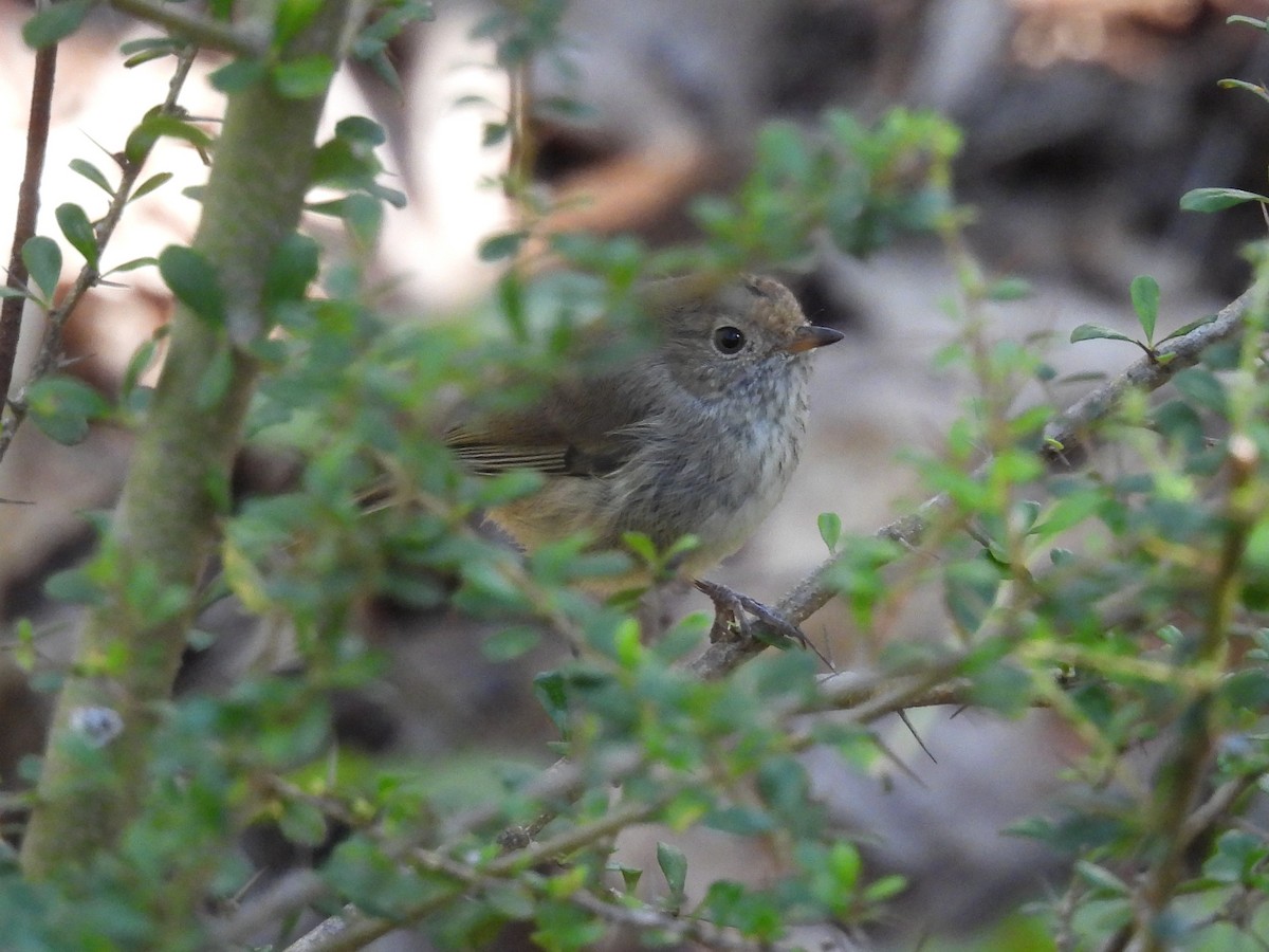 Brown Thornbill - ML646100593